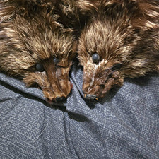 Antique Edwardian Silver Fox Fur Stole Double Full Body Heads Paws Tails c1900s