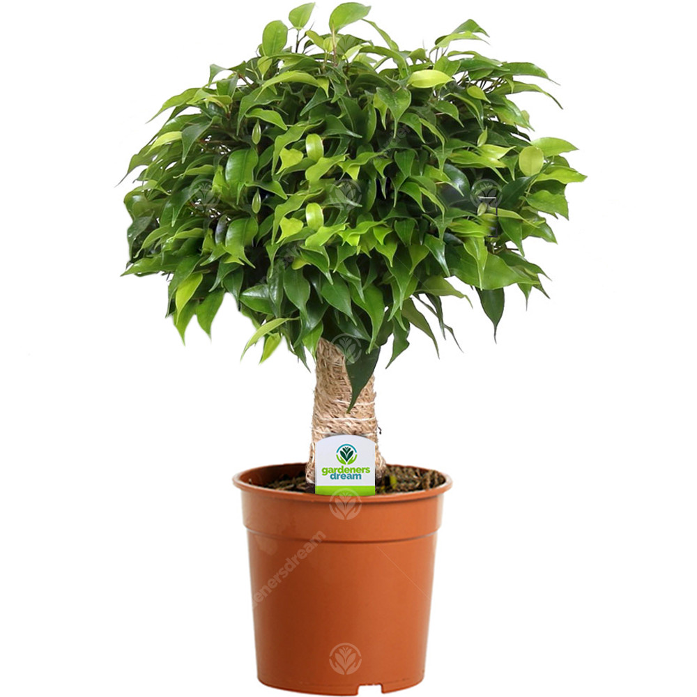 Ficus Light Green Kinky Stem - 1 Plant - House / Office Live Indoor Tree Pot
