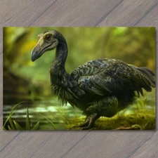 Art Print Dodo Bird Extinct Endangered Animal Wild Habitat Flightless Species Fu