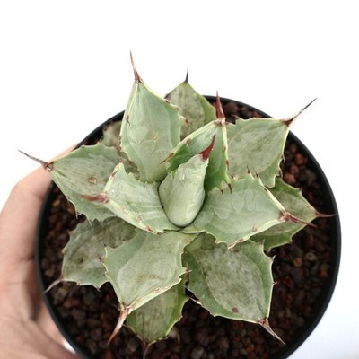 Agave isthmensis cv BECKY VARIEGATED - Dwarf butterfly agave | Isthmus agave