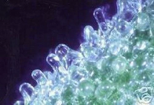 SAMEN Zimmerpflanze die verrückte Eisblume, funkelt, essbar, Zimmerkaktus - Bild 1 von 1