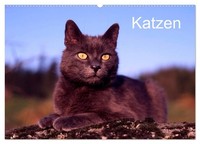 Katzen (Wandkalender 2027 DIN A2 Quer), Calvendo Monatskalender