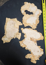 Live Edge Maple Burl Slices Set of THREE 1/2 inch Thick