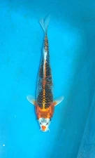 13" Kujaku Koi Carp A* High quality Direct from the farm!