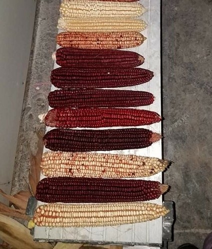50 Speckled Corn Seed Hop McConnell Dent Variety Open Pollinated NONGMO Heirloom - Picture 2 of 9