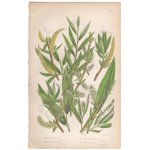 Anne Pratt antique 1860 botanical print Flowering Plants 199 White Willow, Osier