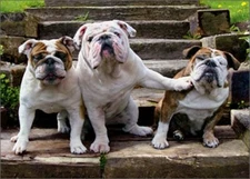 Bulldog Pushing Bulldog Funny Dog Birthday from Group Card by Avanti Press