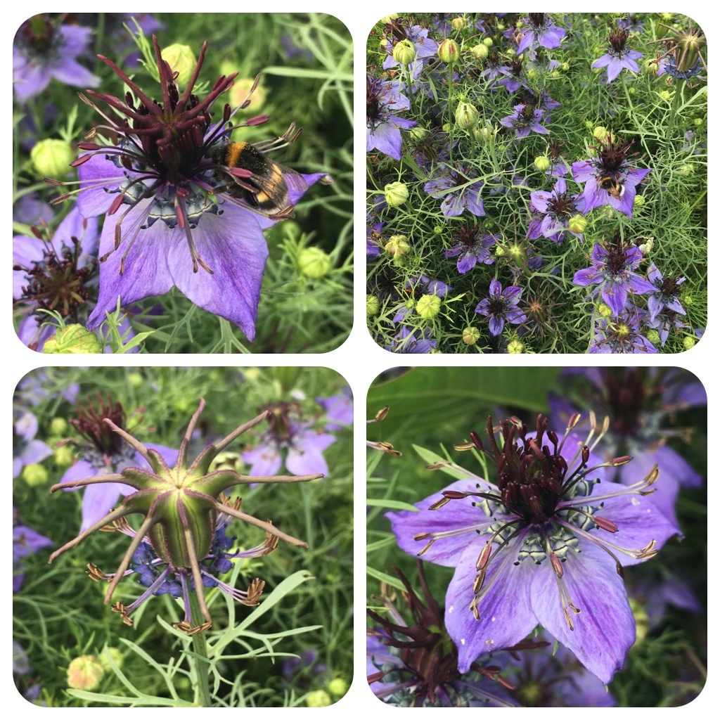 Comino negro Nigella sativa Kalonji especia oriental planta medicinal
