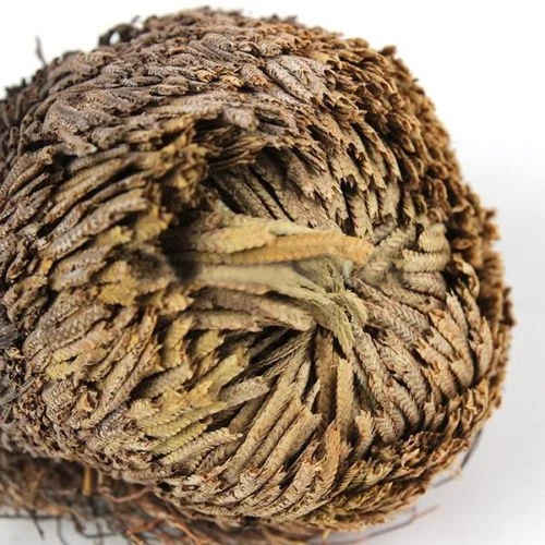 ROSE VON JERICHO, die Pflanze, die niemals stirbt Wunderpflanze Geschenkidee - Bild 7 von 14