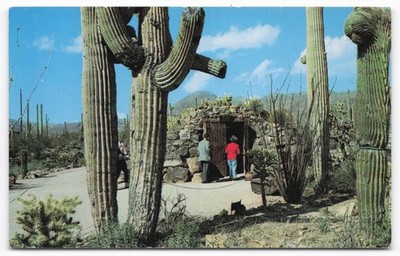 Arizona-Sonora Desert Museum Tucson Tunnel Entrance Saguaro Cactus Postcard