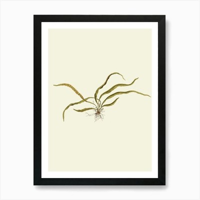 Kelp Blumen Kunstdruck gerahmt Wandbild Poster Leinwanddruck Bild
