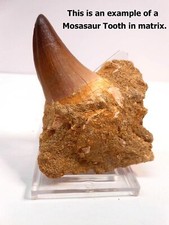 Genuine Huge Mosasaur Dinosaur Tooth Fossil Still Embedded in Excavation Matrix