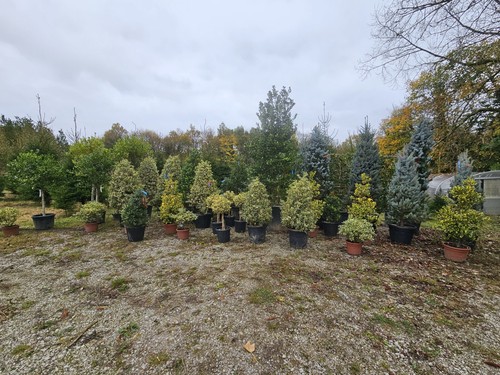 1x 11ft Colorado Blue Spruce Picea Pungens Hoopsii Christmas Tree Shaped - Picture 5 of 6
