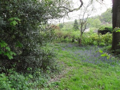 Photo 6x4 Flowers between Canhouse Lane and Bull Hill Rake/SU8027  c2010