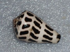 CONUS EBRAEUS WONDERFUL