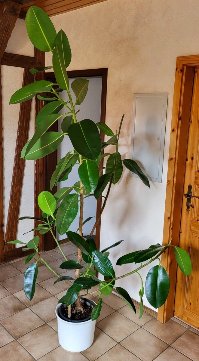 Gummibaum - Ficus elastica - Zimmerpflanze - Hhe ca. 2 Meter | eBay.de
