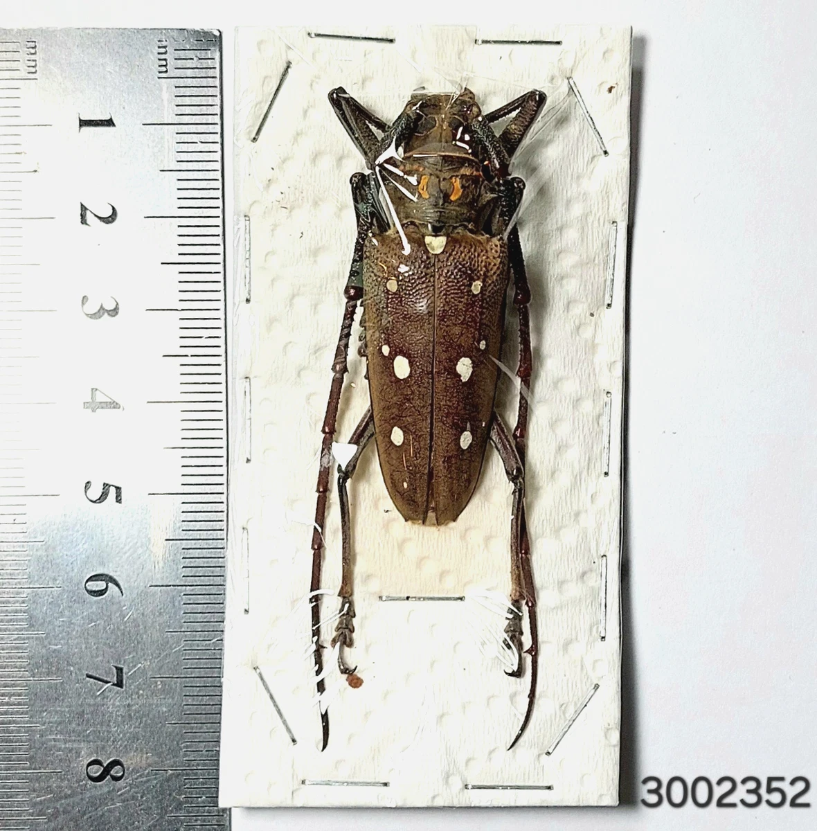 Batocera for sale | eBay