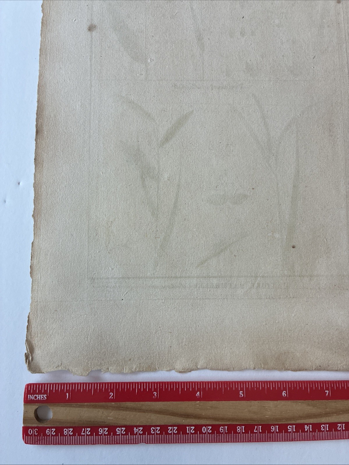 Lamarck Botanical Print Histoire Naturelle, Botanique Hand Colored Book Plate 43