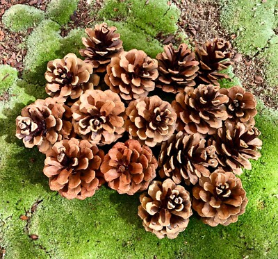 Small Pine Cones from Japanese Black Pine Trees, 25 count