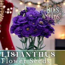 Ethos Blue Lisianthus Seeds - 125-5000 Seeds Flower Seed Non Gmo Heirloom