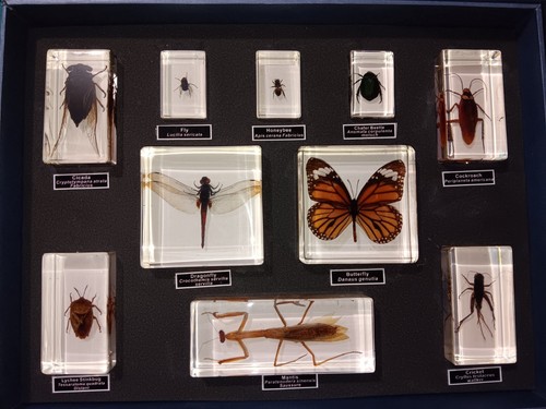 REAL BUG Insect Collection Teaching Aid Set Of 10 In Box W/ Names. Homeschooling