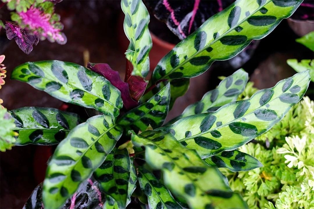 American Plant Exchange Calathea Rattlesnake