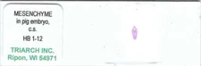 Pig Embryo Mesenchyme Microscope Slide