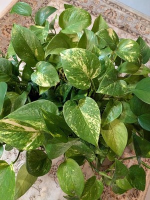 Lush Golden Pothos (Epipremnum aureum)   Established & Vibrant Multiple Growths