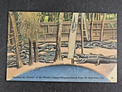 Vintage Postcard Alligator Ostrich Farm Augustine FL Chutes A7625