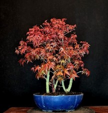 BONSAI DI ACERO ROSSO GIAPPONESE A VENTAGLIO ACER PALMATUM GRUPPO "DESHOJO" OUTDOOR