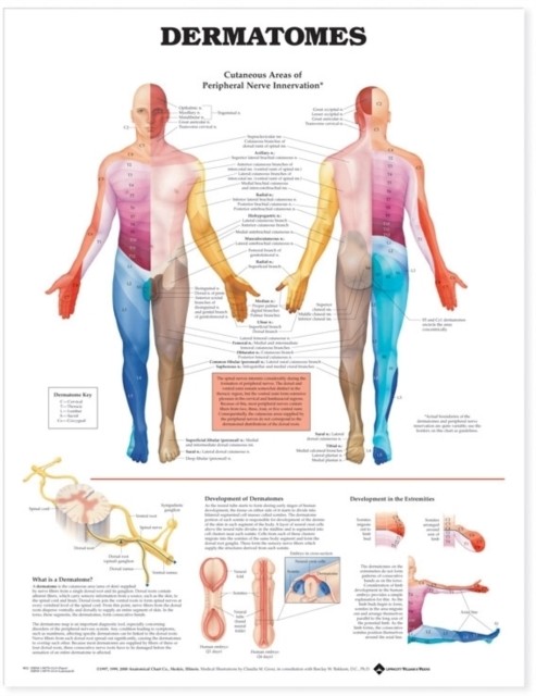 Dermatomes Anatomical Chart (Wallchart)