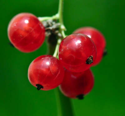 Ribes rubrum RED FRUITS 20-60cm - Redcurrant | Red currant