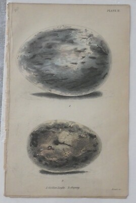 Antique 1890 Lithograph Hand Colored Golden Eagle & Osprey Eggs American Birds