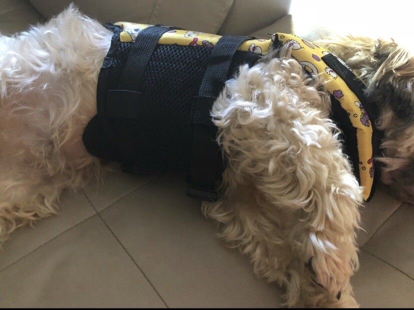 dog life vest small eBay