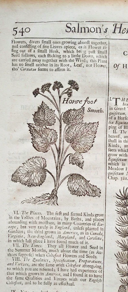 1710 English Herbal or History of Plants page w/ 2 orig, woodcuts Horsetail/foot - Image 3 of 4