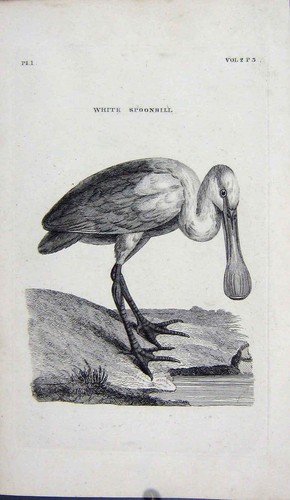 Original Old Antique Print Engraving White Spoonbill Bird Nature