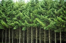 20 DOUGLAS FIR Tree Abies Pseudotsuga Menziesii Christmas Tree Blue Pine Seeds