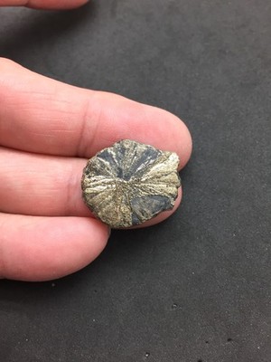Pyrite Sun Miners Dollar 7/8'' Southern Illinois Coal Mine Mineral Specimen IL