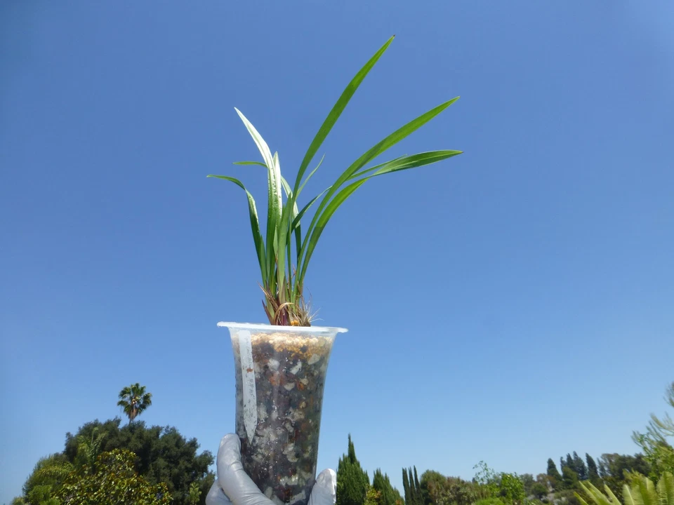 Cymbidium Ensifolium 建兰 Rojo Anual '年年红' Toda Temporada Floración Altamente Fragante Foto 4 de 4