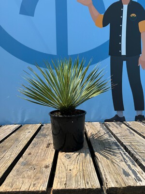 Palme -Yucca Rostrata - Palmlelie - 70 CM - Winterhart bis -18