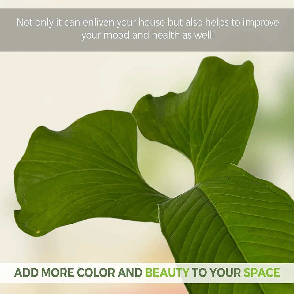 Anthurium draconopterum by LEAL PLANTS ECUADOR |Green Live House Plant - Image 4 of 4