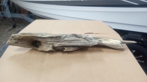 Driftwood Coral - 第 1/3 張圖片