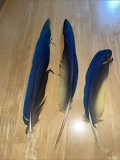 Blue and Gold Macaw Feathers Lot Of 3