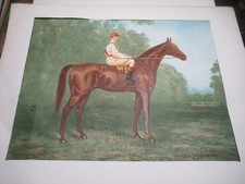 BELLE LITHOGRAPHIE COULEURS Par C.D. GILES CHEVAL GUIDO RENI 1911 COURSES TURF