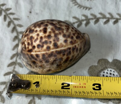 Cypraea Tigris 2.5 inches Sea Shell Different Pattern