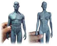 11 inch Human Anatomical Model Art Anatomical Figure Gray Female+Male US STOCK