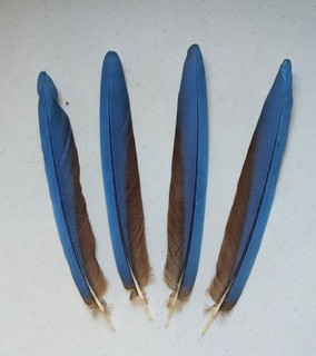 Plumas de cola de guacamayo 9 plumas de ala verde 11" 13" azul rojo naturalmente fundido