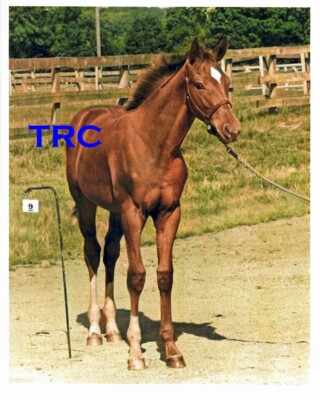 SECRETARIAT COLOR 8X10 PHOTO - 1970 HORSE RACING ''BABY'' SHOT AT MEADOW FARM!