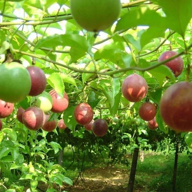 15+ Semillas de maracuyá púrpura (Passiflora edulis) Semillas de flor de pasión de vid EE. UU. Foto 2 de 3