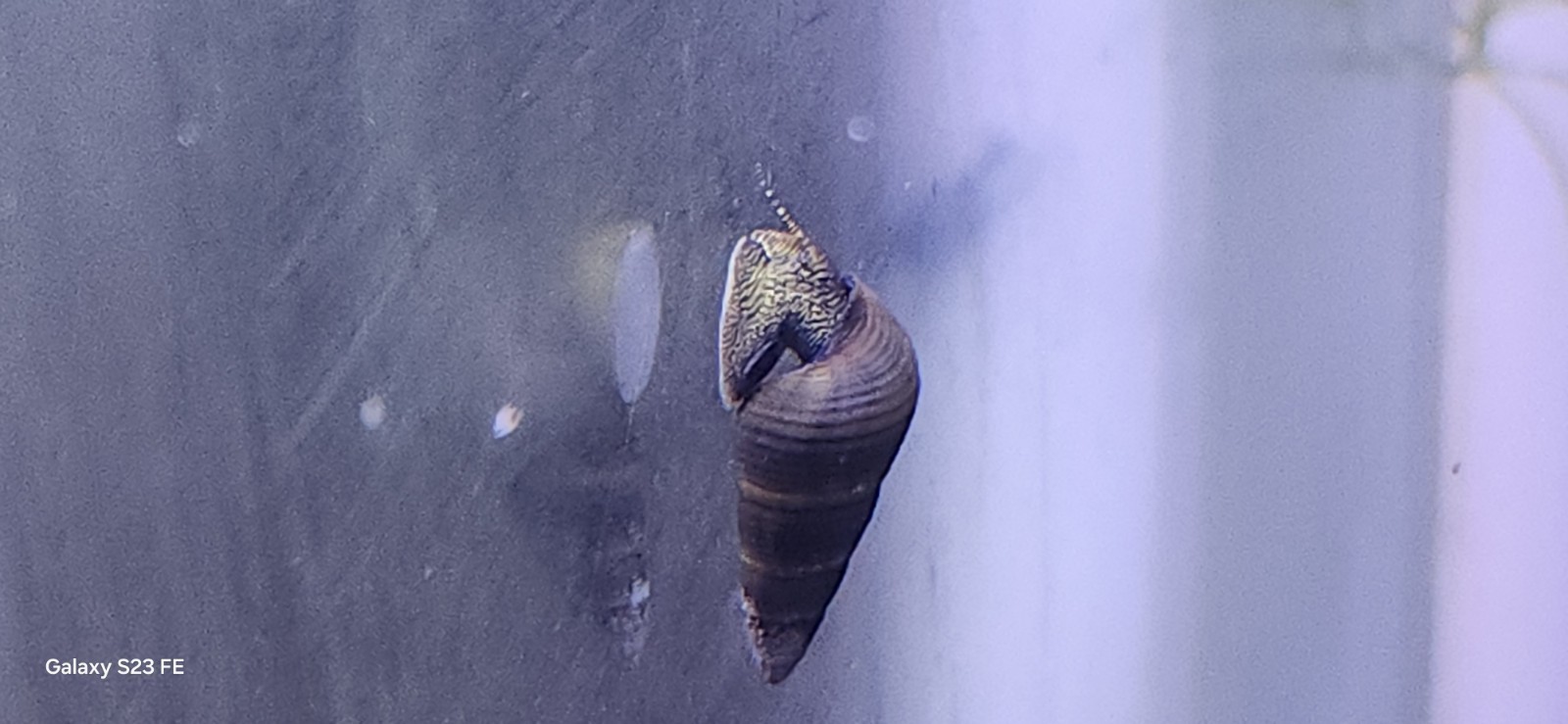 Escargots Tylomelania : lot de 10 nettoyeurs actifs pour le sable d'aquarium